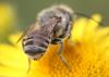 Megachile sp.